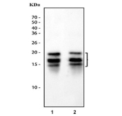 Western blot testing of MBP antibody with 1) rat brain and 2) mouse brain lysate. Multiple isoforms may be visualized from 20~37 kDa.