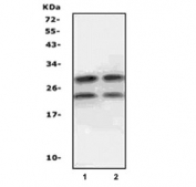 Western blot testing of MBP antibody with 1) mouse brain and 2) rat brain lysate. Multiple isoforms may be visualized from 20~37 kDa.