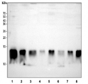 Western blot testing 1) human Jurkat, 2) human 293T, 3) rat kidney, 4) rat NRK, 5) rat PC-12, 6) mouse kidney, 7) mouse HBZY-1 and 8) mouse RAW264.7 cell lysate with MIF antibody. Predicted molecular weight ~13 kDa.