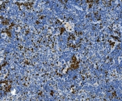 IHC staining of FFPE mouse spleen tissue with Myeloperoxidase antibody. HIER: boil tissue sections in pH8 EDTA for 20 min and allow to cool before testing.