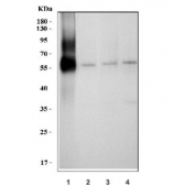 Western blot testing of 1) human HL60, 2) rat thymus, 3) mouse spleen and 4) mouse thymus tissue with Myeloperoxidase antibody. Expected molecular weight: 59-64 kDa (alpha chain, may be observed at higher molecular weights due to glycosylation), 150+ kDa (glycosylated mature form).