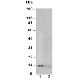 Western blot testing of NGF antibody and Lane 1: recombinant human protein 10ng; 2: 5ng