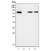 Western blot testing of 1) human U87-MG, 2) human HEL, 3) rat brain and 4) mouse brain tissue lysate with PKC alpha antibody. Predicted molecular weight ~77 kDa.