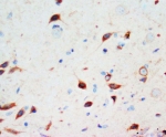 IHC-P: Secretogranin 3 antibody testing of rat brain tissue