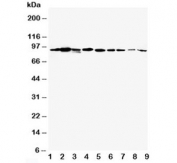 Western blot testing of STAT1 antibody in mouse tissue lysates; Lane 1:   heart;  2:  liver;  3:  brain;  4:  kidney;  5:  spleen;  6:  thymus;  7:  lung;  8:  intestine;  9:  ovary. Predicted molecular weight: ~91/84 kDa (alpha/beta).
