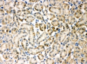 IHC-P testing of TIMP4 antibody and rat kidney tissue. HIER: steamed with pH6 citrate buffer.