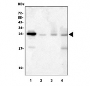 Western blot testing of 1) human U937, 2) rat spleen, 3) rat C6 and 4) mouse spleen tissue lysate with TNF alpha antibody. Predicted molecular weight ~26 kDa.