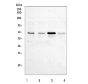 Western blot testing of human 1) 293T, 2) Jurkat, 3) HepG2 and 4) MCF7 cell lysate with SKP2 antibody. Predicted molecular weight ~48 kDa.