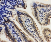IHC-P: Lamin A/C antibody testing of mouse intestine tissue