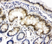 IHC-P: Lamin A/C antibody testing of rat intestine tissue