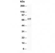 Western blot testing of SHP2 antibody and Jurkat cell lysate. Predicted molecular weight: ~68 kDa.