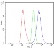 Flow cytometry testing of human A431 cells with Gamma Catenin antibody at 1ug/million cells (blocked with goat sera); Red=cells alone, Green=isotype control, Blue= Gamma Catenin antibody.