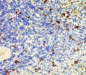 IHC-P: CD95 antibody testing of rat spleen tissue lysate. Required HIER: boil the paraffin sections in 10mM citrate buffer, pH6, for 20 mins.