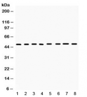 Western blot testing of mouse 1) liver, 2) spleen, 3) brain, 4) kidney, 5) thymus, 6) lung, 7) Hepa 1-6 and 8) NIH 3T3 lysate with CD95 antibody. Predicted molecular weight: 35-38 kDa (unmodified), 40-55 kDa (glycosylated).