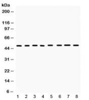 Western blot testing of mouse 1) liver, 2) spleen, 3) brain, 4) kidney, 5) thymus, 6) lung, 7) Hepa 1-6 and 8) NIH 3T3 lysate with CD95 antibody. Predicted molecular weight: 35-38 kDa (unmodified), 40-55 kDa (glycosylated).