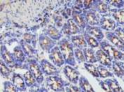 IHC staining of frozen rat intestine tissue with MMP16 antibody.