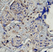 IHC staining of frozen human placental tissue with MMP16 antibody.