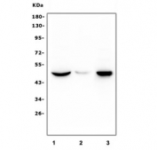 Western blot testing of huma 1) U-87 MG, 2) human SHG-44 and 3) mouse RAW264.7 cell lysate with HRH3 antibody. Predicted molecular weight: ~49 kDa.