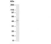 Western blot testing of HRH3 antibody and rat brain tissue lysate. Predicted molecular weight: ~49 kDa.