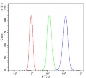 Flow cytometry testing of human 293T cells with HSC70 antibody at 1ug/million cells (blocked with goat sera); Red=cells alone, Green=isotype control, Blue= HSC70 antibody.