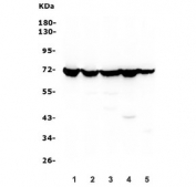 Western blot testing of human 1) HEK293, 2) Caco-2, 3) PC-3, 4) ThP-1 and 5) U-2 OS lysate with HSC70 antibody. Expected molecular weight: 70-73 kDa.