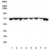 Western blot testing of rat 1) brain, 2) liver, 3) spleen, 4) PC-12 and mouse 5) brain, 6) liver, 7) spleen and 8) RAW264.7 lysate with HSC70 antibody. Expected molecular weight: 70-73 kDa.