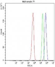 Flow cytometry testing of fixed and permeabilized human SiHa cells with XAF1 antibody at 1ug/million cells (blocked with goat sera); Red=cells alone, Green=isotype control, Blue= XAF1 antibody.