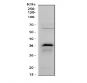 Western blot testing of XAF1 antibody and human Jurkat cell lysate. Predicted molecular weight ~34 kDa.
