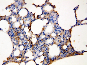 IHC-P: Aquaporin 5 antibody testing of rat lung tissue lysate