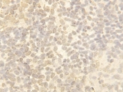 IHC-P: Cullin 4B antibody testing of Zebrafish Body tissue