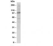Western blot testing of Cullin 4B antibody and rat lung tissue lysate