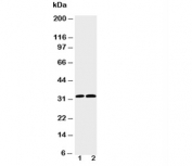 Western blot testing of Caspase-3 antibody and Lane 1: HeLa;  2: SMMC-7721 cell lysate