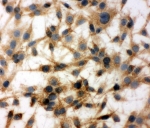 ICC testing of rat C6 cells with MTCO1 antibody.