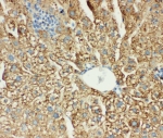 IHC-P: MTCO1 antibody testing of mouse liver tissue.