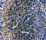 IHC-P: MTCO1 antibody testing of mouse spleen tissue.