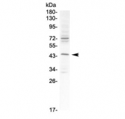 Western blot testing of Podocin antibody and human 293T cell lysate. Predicted molecular weight ~42 kDa.