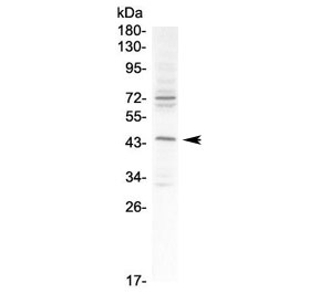 Western blot testing of Podocin antibody and human 293T cell lysate. Predicted molecular weight ~42 kDa.