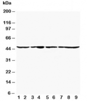 Western blot testing of Actin antibody and Lane 1:  rat cardiac muscle; 2: rat brain;  3: rat testis;  4: rat skeletal muscle;  5: MM231 lysate; 6: HeLa lysate;  7: SMMC-7721 lysate;  8: HT1080 lysate;  9: SW620 lysate