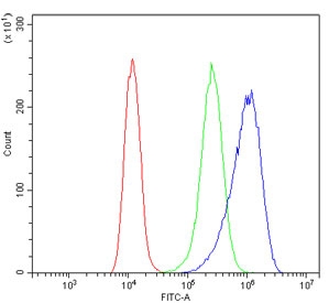Flow cytometry testing of human HeLa cells with N-Cadherin antibody at 1ug/million cells (blocked with goat sera); Red=cells alone, Green=isotype control, Blue= N-Cadherin antibody.