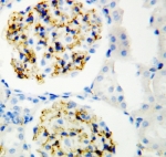 IHC-P: CD34 antibody testing of rat kidney