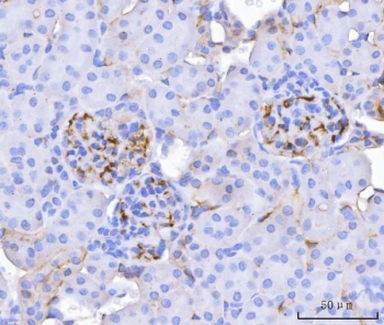 IHC-P: CD34 antibody testing of mouse kidney tissue with CD34 antibody. HIER: boil tissue sections in pH8 EDTA for 20 min and allow to cool before testing.