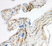 IHC-F testing of CD34 antibody and rat placenta