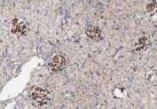 IHC-P: CD34 antibody testing of rat kidney