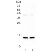 Western blot testing of 1) rat heart and 2) mouse heart lysate with FABP3 antibody. Predicted molecular weight: ~15 kDa.