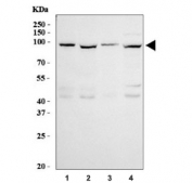 Western blot testing of human 1) A549, 2) HeLa, 3) Jurkat and 4) K562 cell lysate with GRP94 antibody. Predicted molecular weight ~94 kDa.