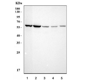 Western blot testing of 1) human K562, 2) ThP-1, 3) rat brain, 4) rat lung and 5) mouse brain tissue lys