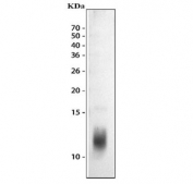 Western blot testing of 10ng of recombinant protein with IL-8 antibody.