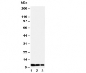 Western blot testing of IL-8 antibody and Lane 1:  recombinant human protein 10ng;  2: 5ng;  3: 2.5ng