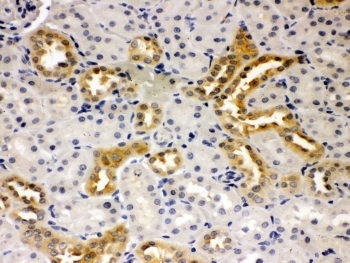 IHC-P: Presenilin 2 antibody testing of rat kidney tissue