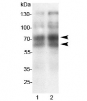 Western blot testing of 1) rat spleen and 2) mouse spleen lysate with L-Selectin antibody. Expected/observed molecular weight: 42~95kDa depending on level of glycosylation.